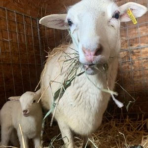 Meet your Posher, Laszlo